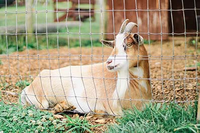 Old MacDonald activity